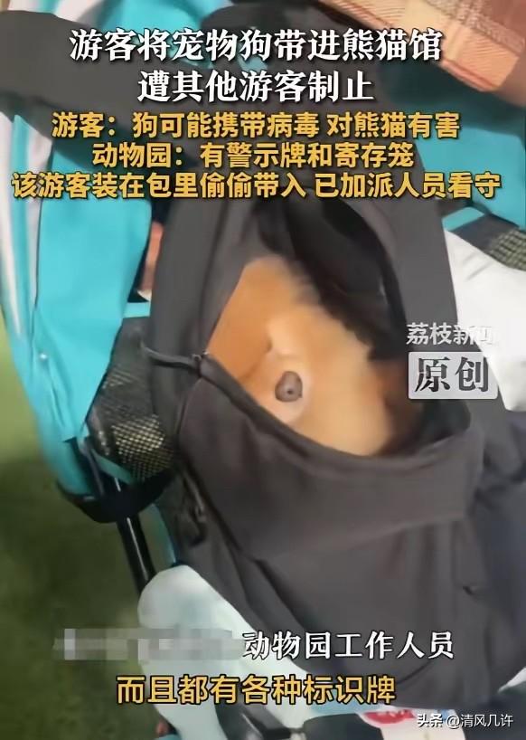 “必须严惩！”河南洛阳，一女子参观熊猫馆时，将宠物狗藏在包中，偷偷带了进去，殊不