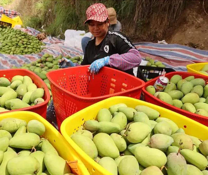 “7万筑路助乡邻，4万罚单惹争议！”四川攀枝花，一村民为解决芒果销路，自掏腰包修