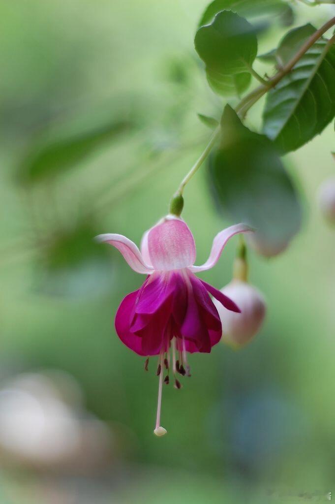 奇妙生物圈植物科普每日一花：倒挂金钟🍀倒挂金钟（Fuchsia hybrida
