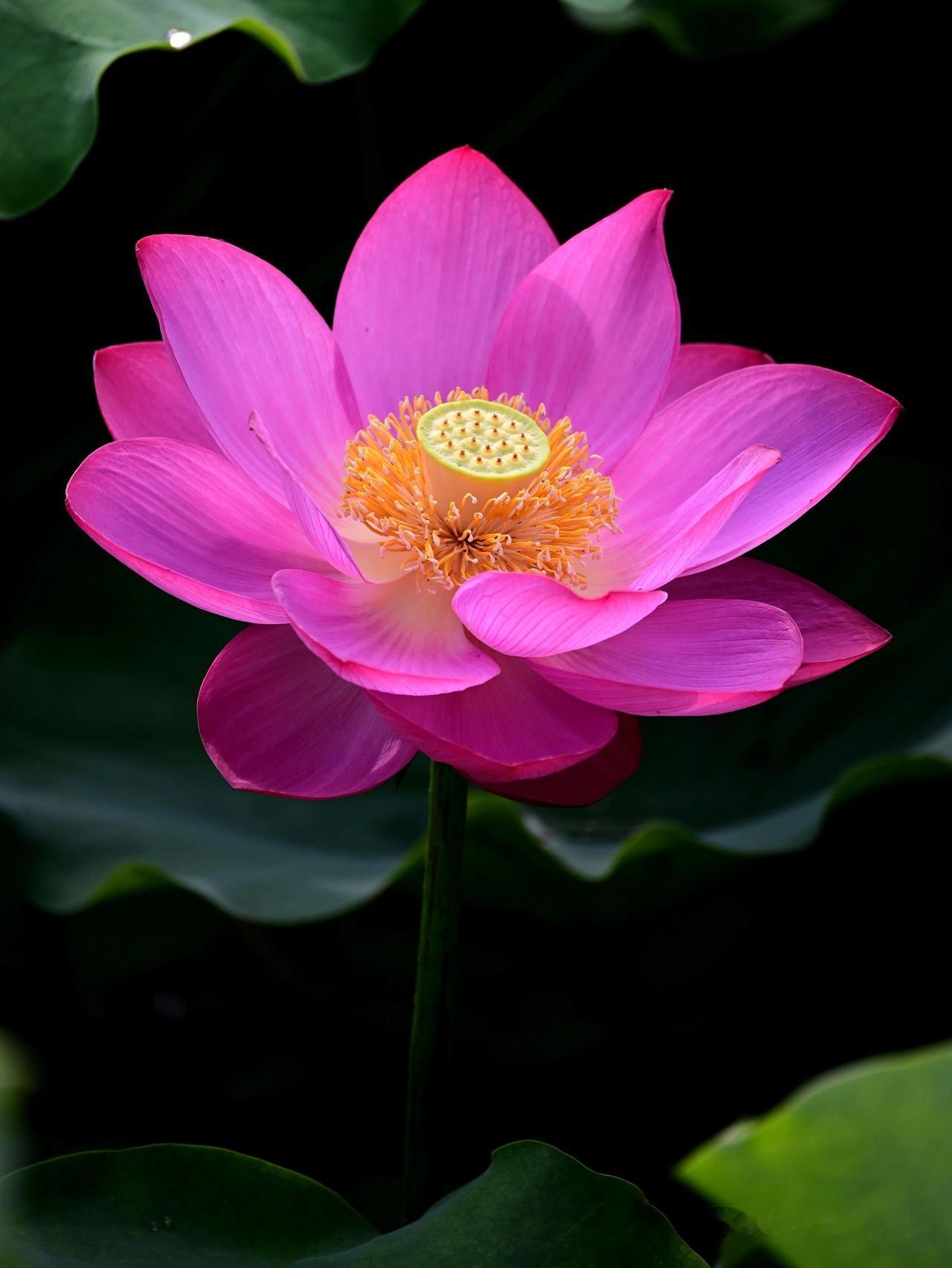 花开见佛悟无生，
一朵莲花一静心。
​步步生莲华，
念念向菩提。
一念一清净，