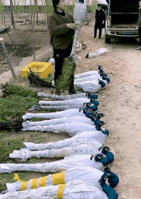 孔雀的打包过程每次看到都有种莫名的喜感 