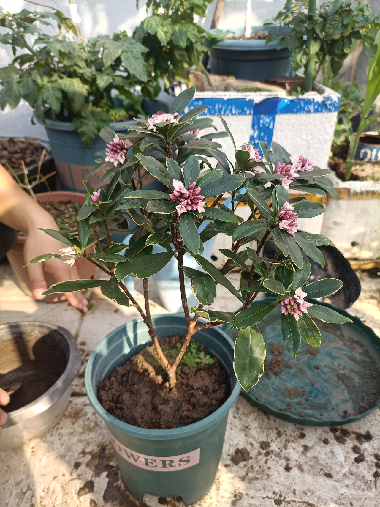 三花，别碰了！没有出现预期的放量，直接放量下跌！跌不多，但是格局没了！
可惜了难