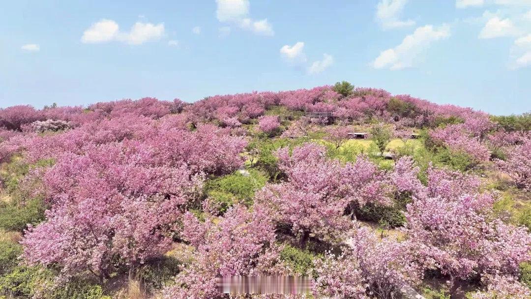 宁波海曙后湖岗山塘变身樱花网红打卡地 近日，海曙区章水镇杖锡村海拔726.8米的