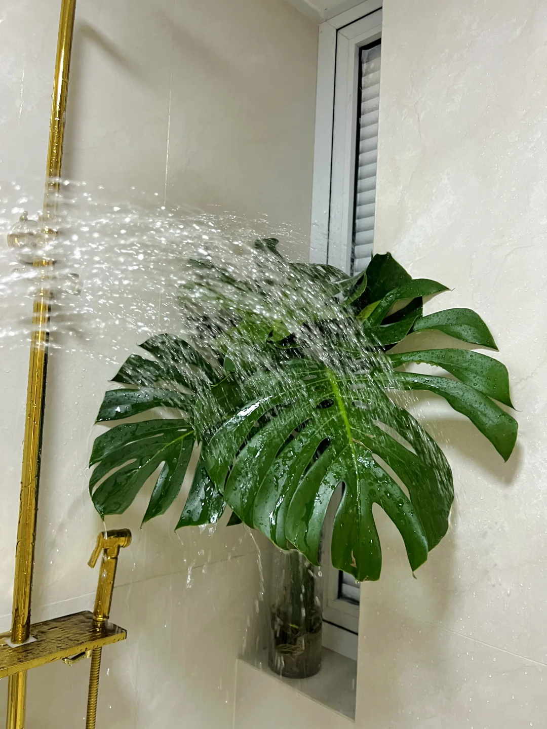 给龟背竹洗澡🛁