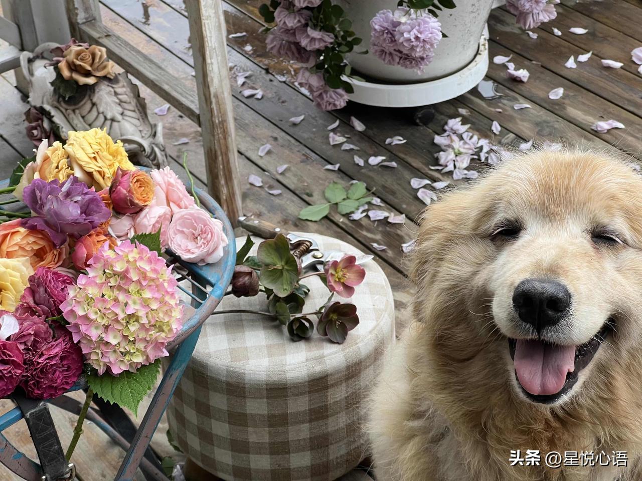 狗与花的温柔时光

镜头定格在一个春日午后：狗狗趴在花丛边，鼻尖轻轻蹭着花瓣，眼