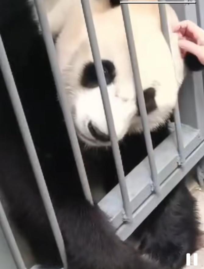 事实证明:国宝的记忆力非常好，它们非常聪明又有灵性！兽医何鸣给我们分享了他时隔5