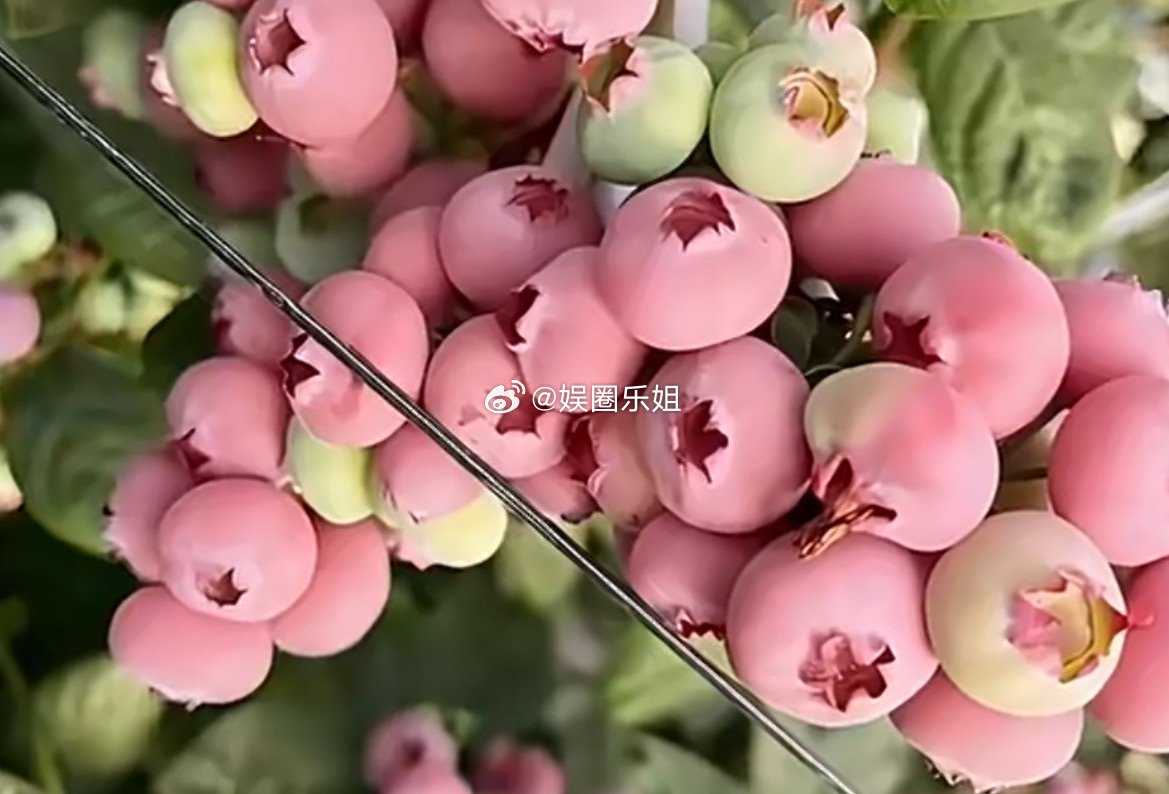 粉色蓝莓🫐这难道不是应该叫“粉莓”吗？看起来像糖豆，又像玩具水果，但是据说味道