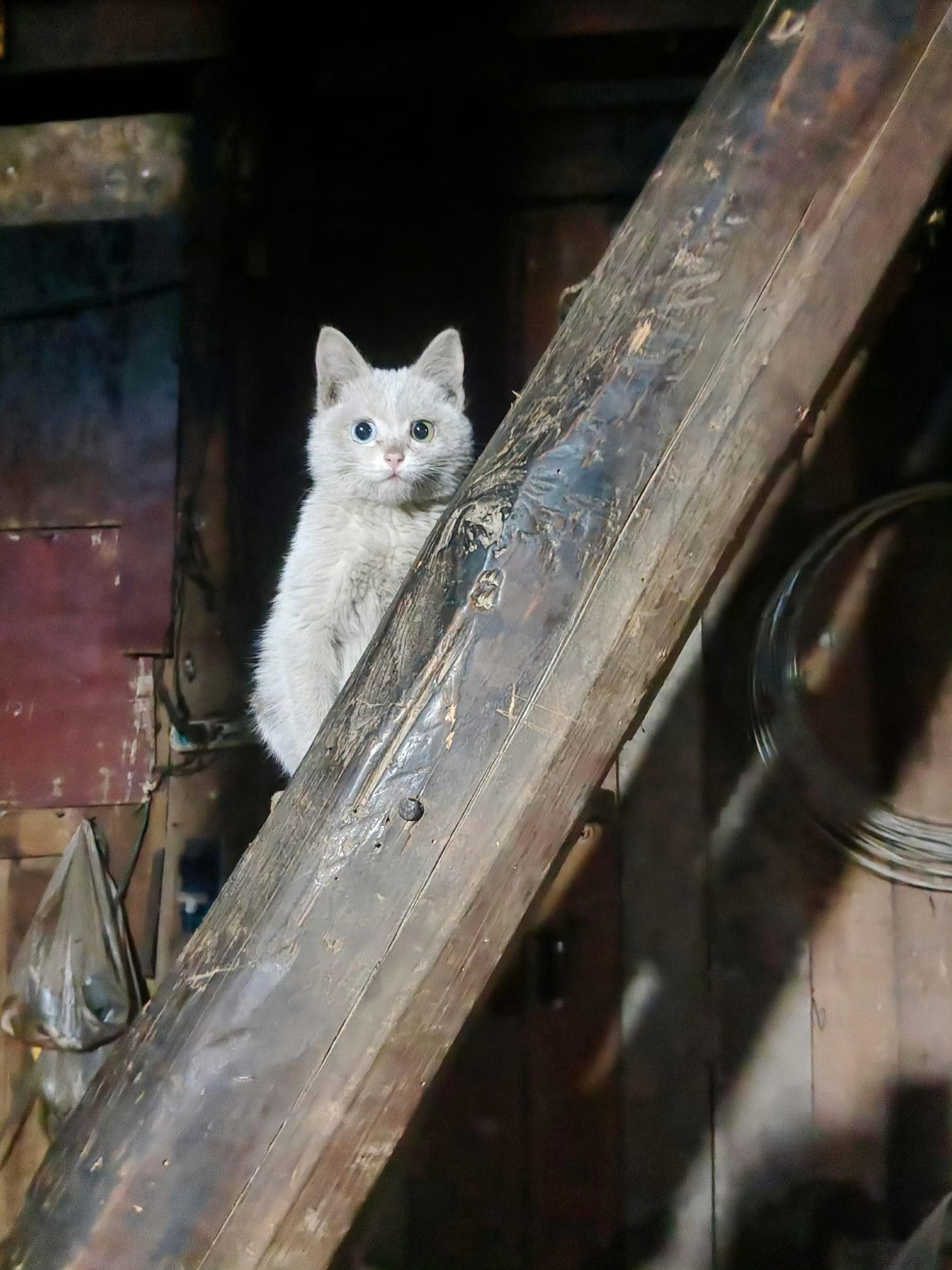 【脏脏包】脏脏包小猫：依然很可爱🥹 ​​​