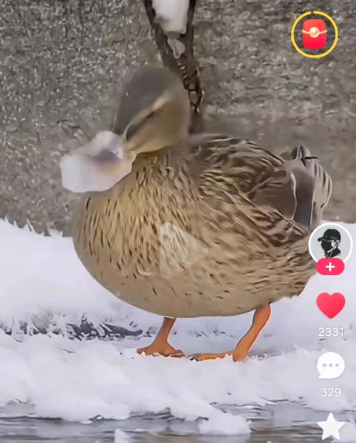 白瞎了！那么又好又可爱的鸭子们。由于气温不稳，俺们东北现在一会热一会冷，热的时候