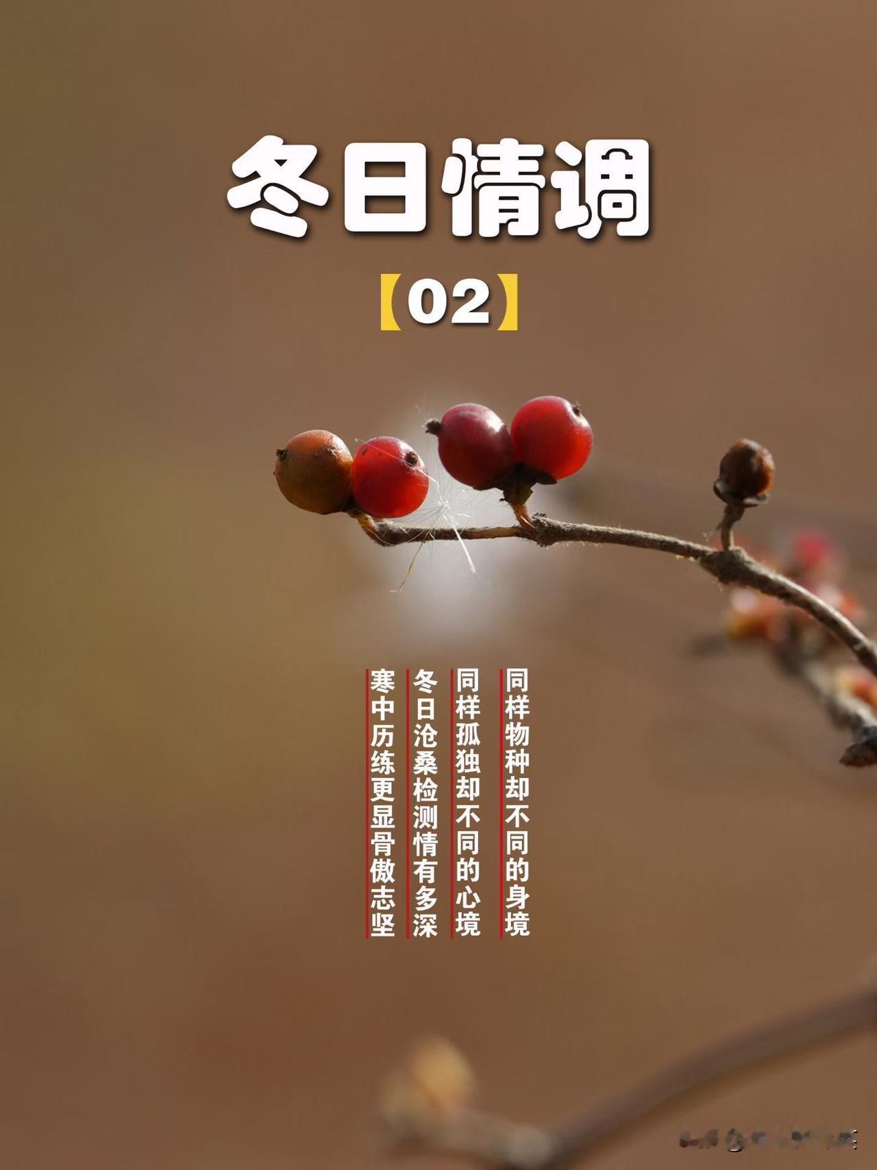 【坷垃随拍～冬日情调02】情到冬时方显真，因为已经秃得没什么可以掩面。忍冬果对对