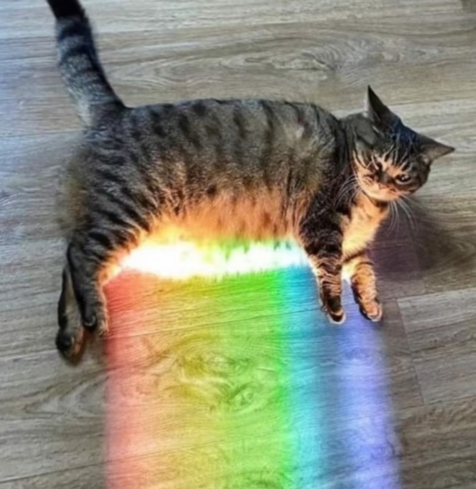 猫猫肚肚光波…… ​​​
