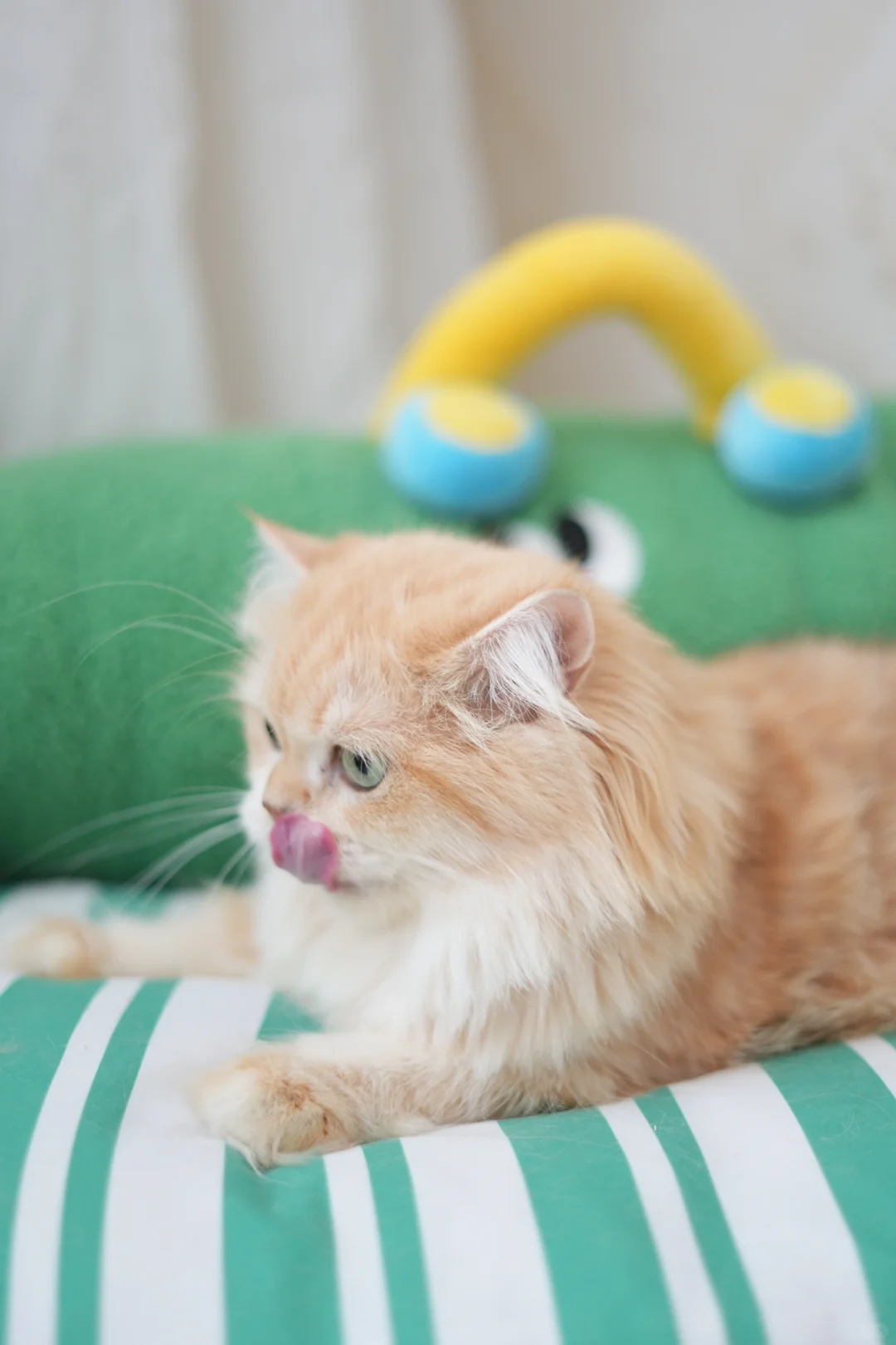 我的治愈系猫咪