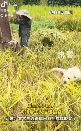 四川乡下一处稻田里，农户两口子正弯腰忙着收割稻谷，旁边家里养的小狗没在边上偷懒玩