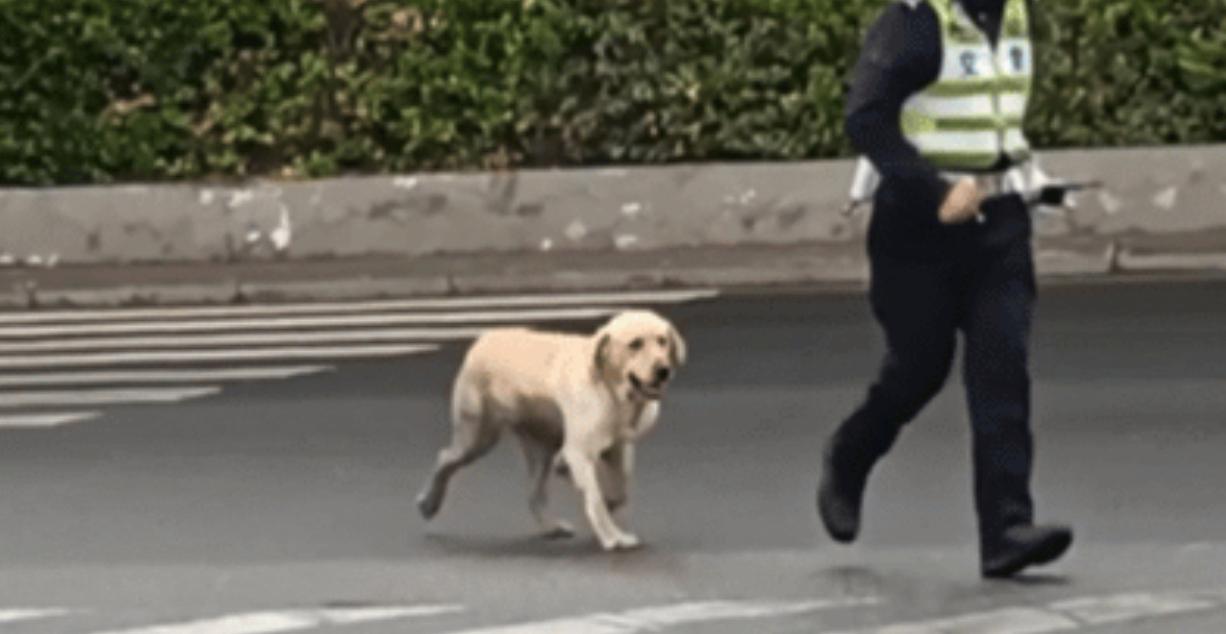 太聪明了！湖北武汉，一只拉布拉多犬独自出门遛弯迷了路，没慌没乱跑，而是看到警车后