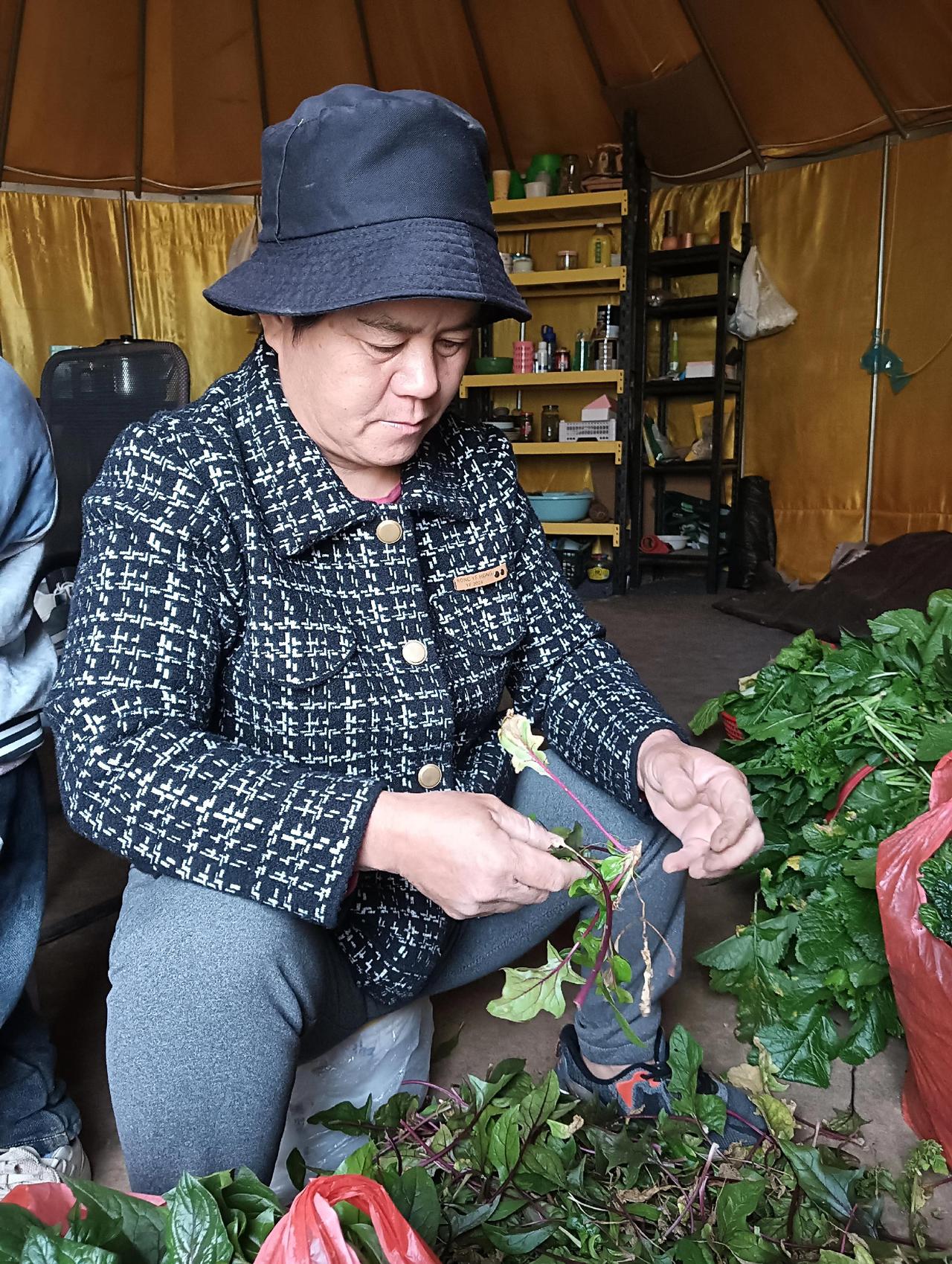 有机蔬菜正常采摘