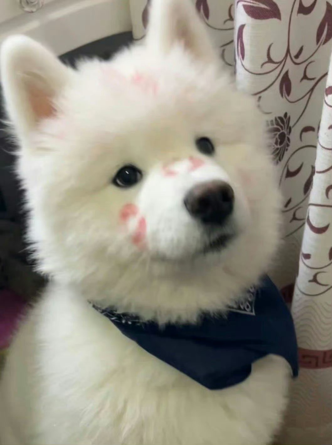 狗子：妈妈，我鬼混回来了🥺 