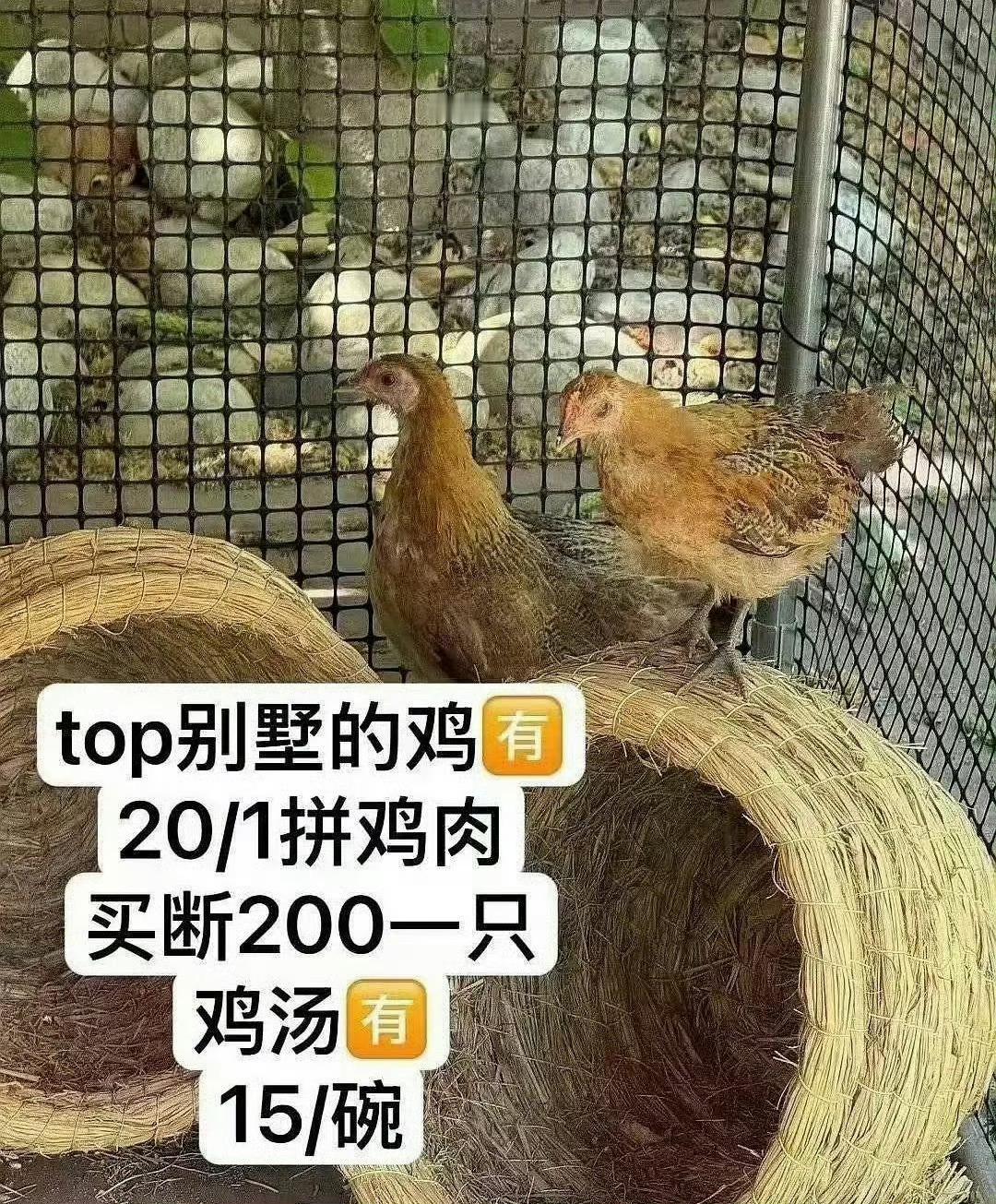 私生怎么还偷鸡啊 