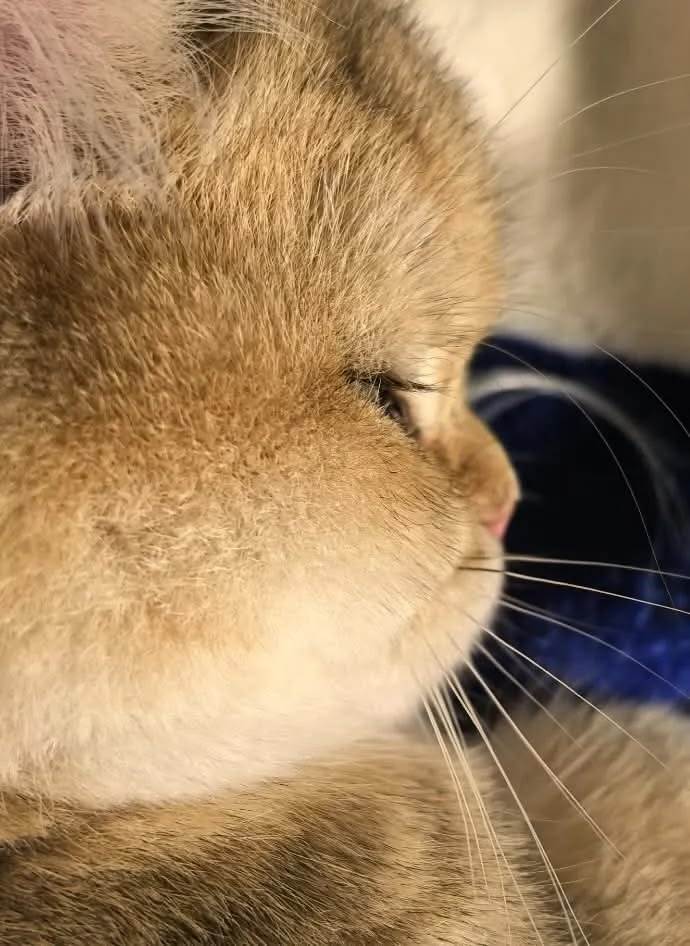 🐈 