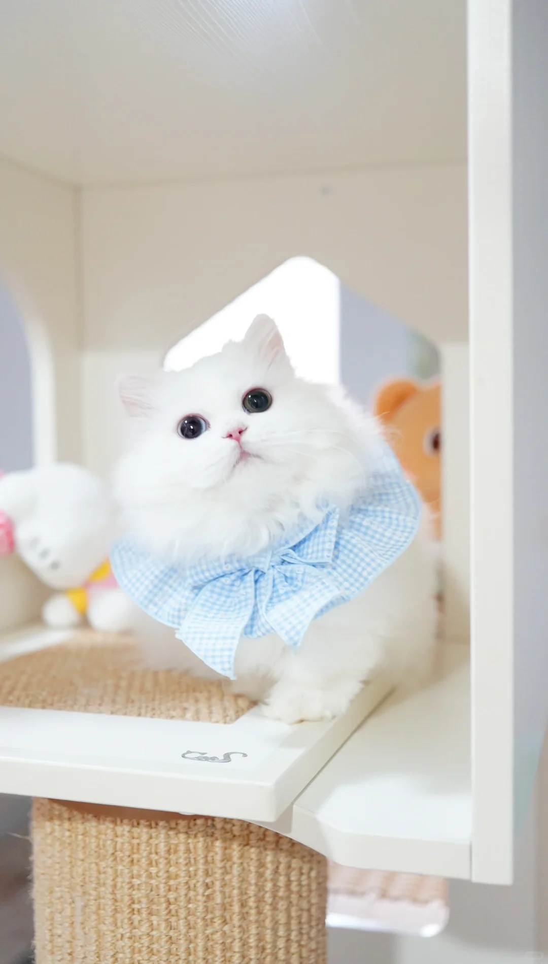 是甜妹呀 异瞳纯白米努特矮脚猫