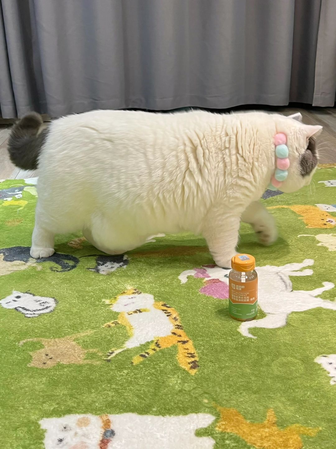 养了一辆猫车