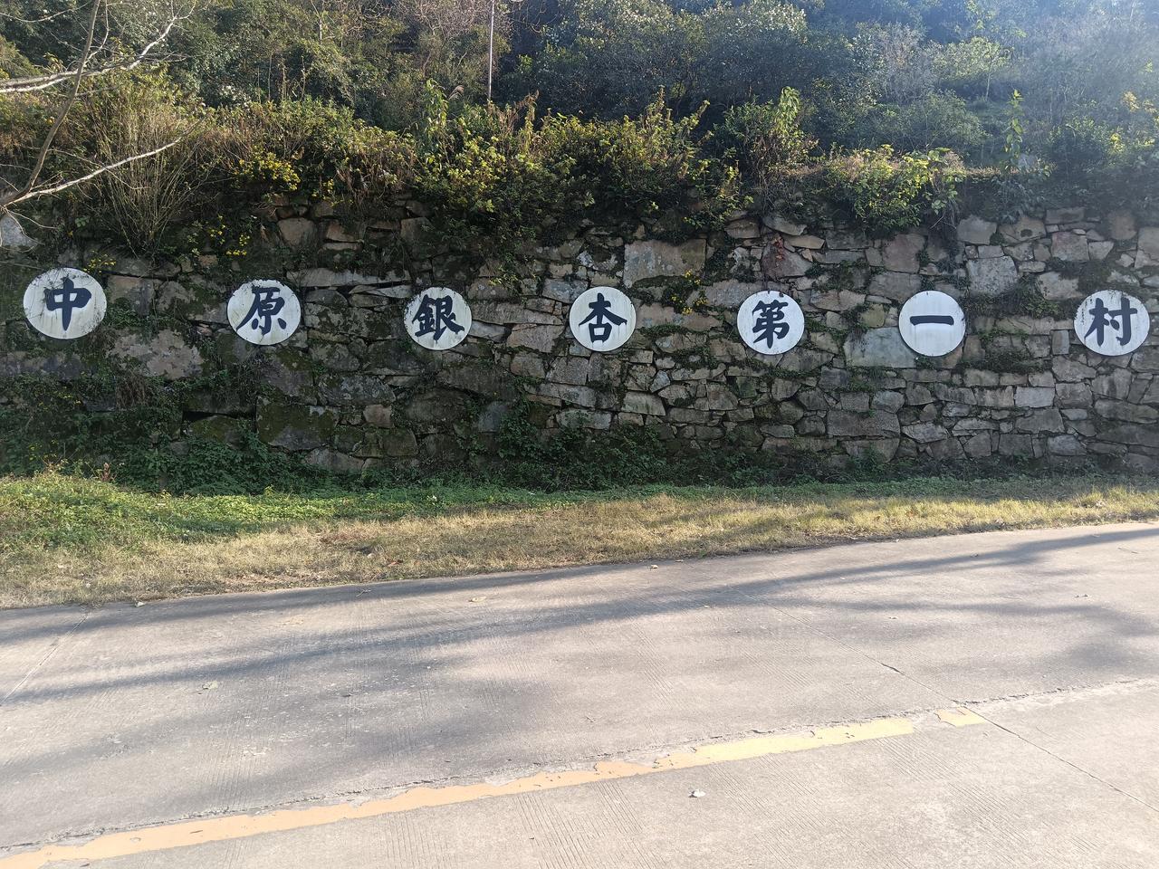 红途健步踏歌行，银杏漫染醉秋光
 
       11月11日，商城县晨风健步走