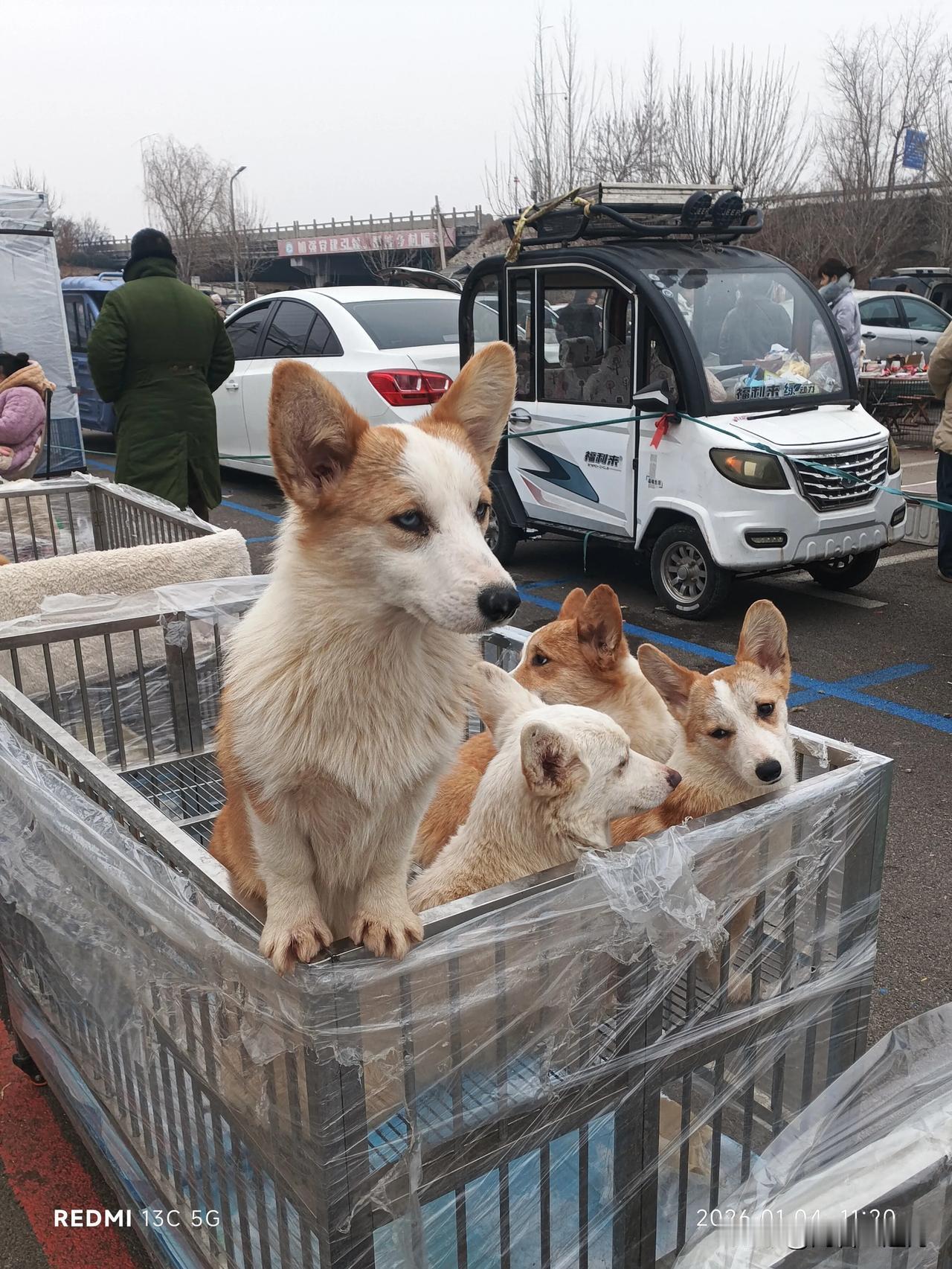 牛楼小镇宠物大集火爆开市！
十几年前兖州南大桥的“狗市”就非常火爆，不知什么原因