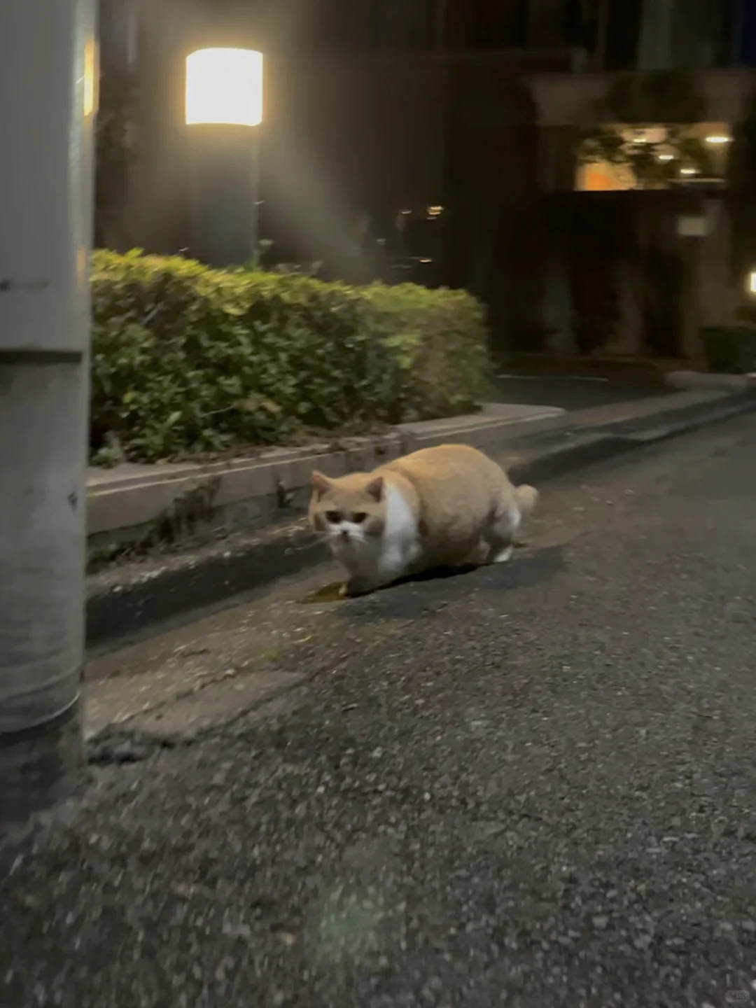 一只柯基向你跑来