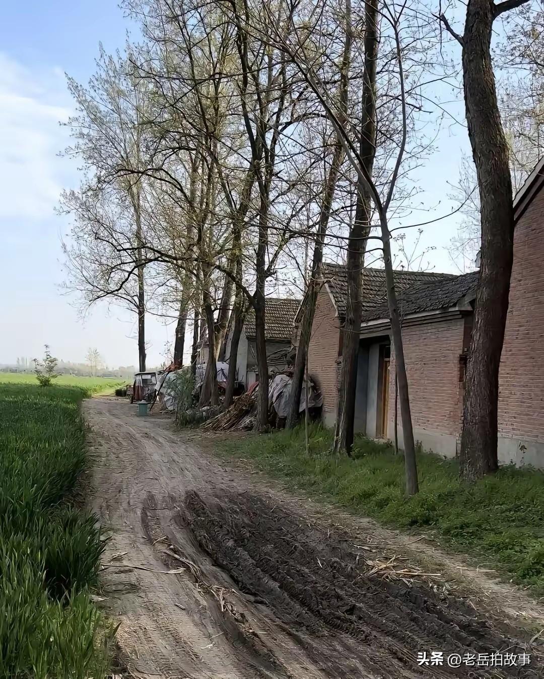 今天回老家，途经虎营村西地时，同车的一位当地人指着一片玉米地里的几个坟茔说，那一