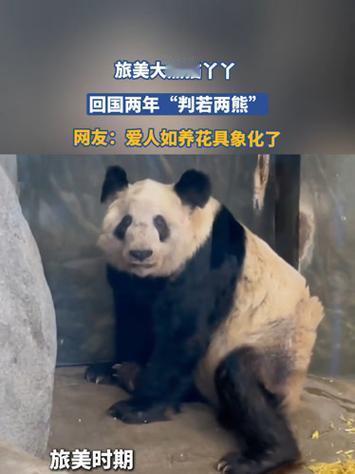 2026年初，旅美归国的大熊猫丫丫用两年时间完成惊艳蜕变。曾瘦至75公斤、毛发斑