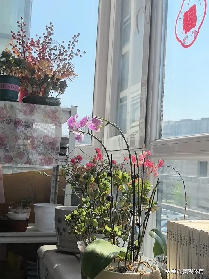 阳台上也能沐浴春光，有花，有草，有书卷，有清茶。
