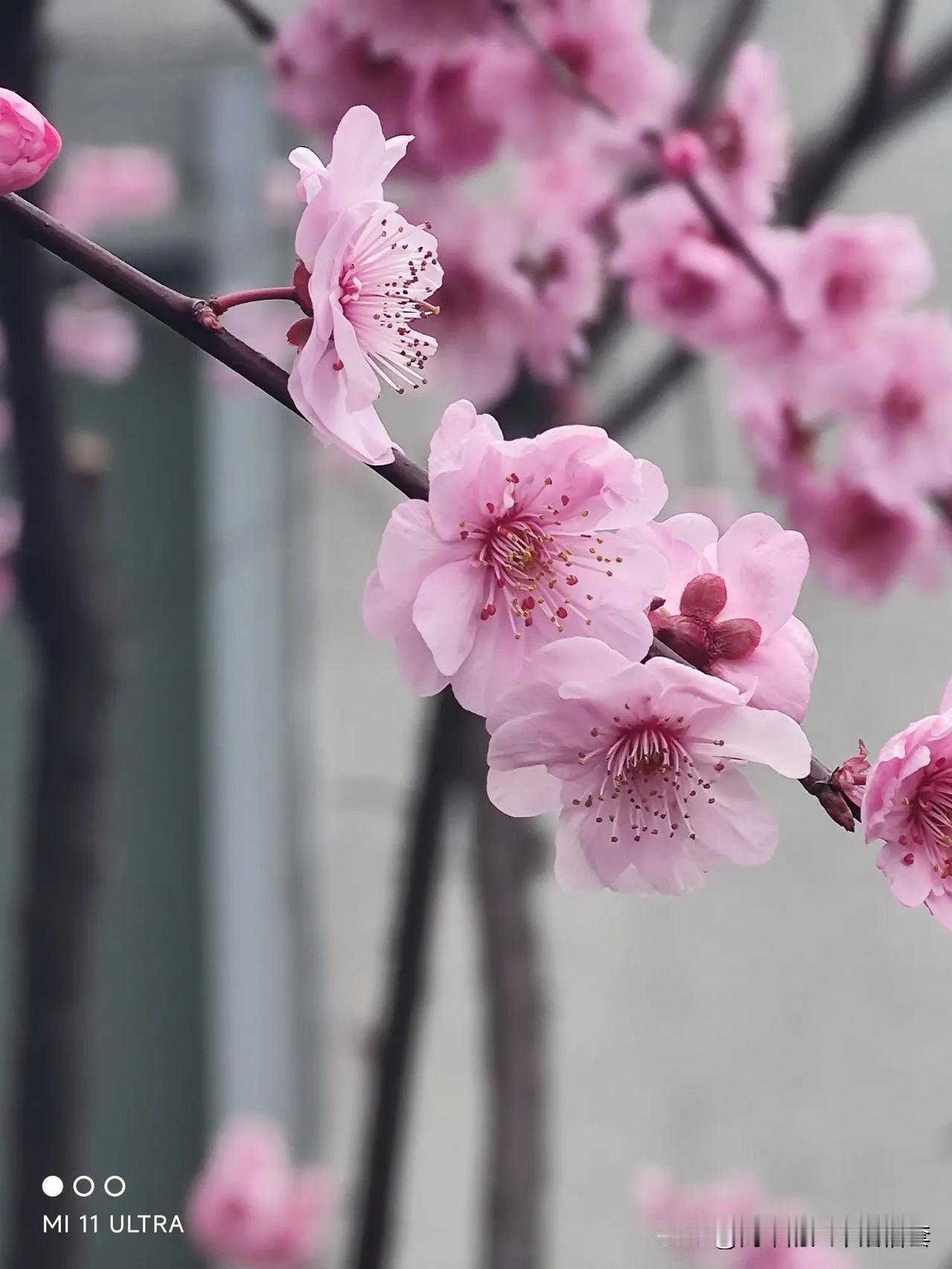 春日桃花分外妖娆！