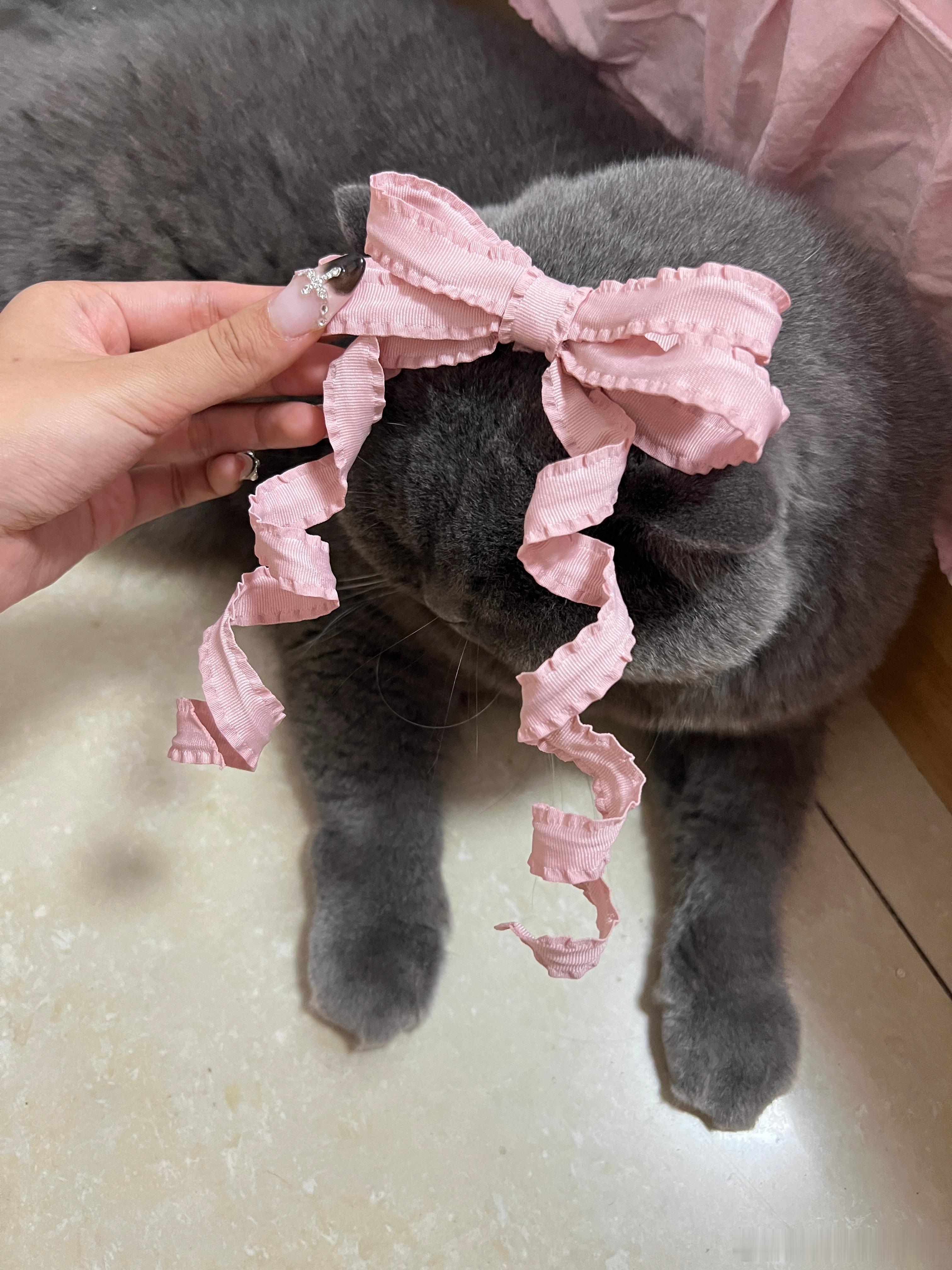 🎀大家觉得给我家猫咪公主装饰的怎么样～哈哈哈 真的太可爱咯！这里有两只小猫🐱