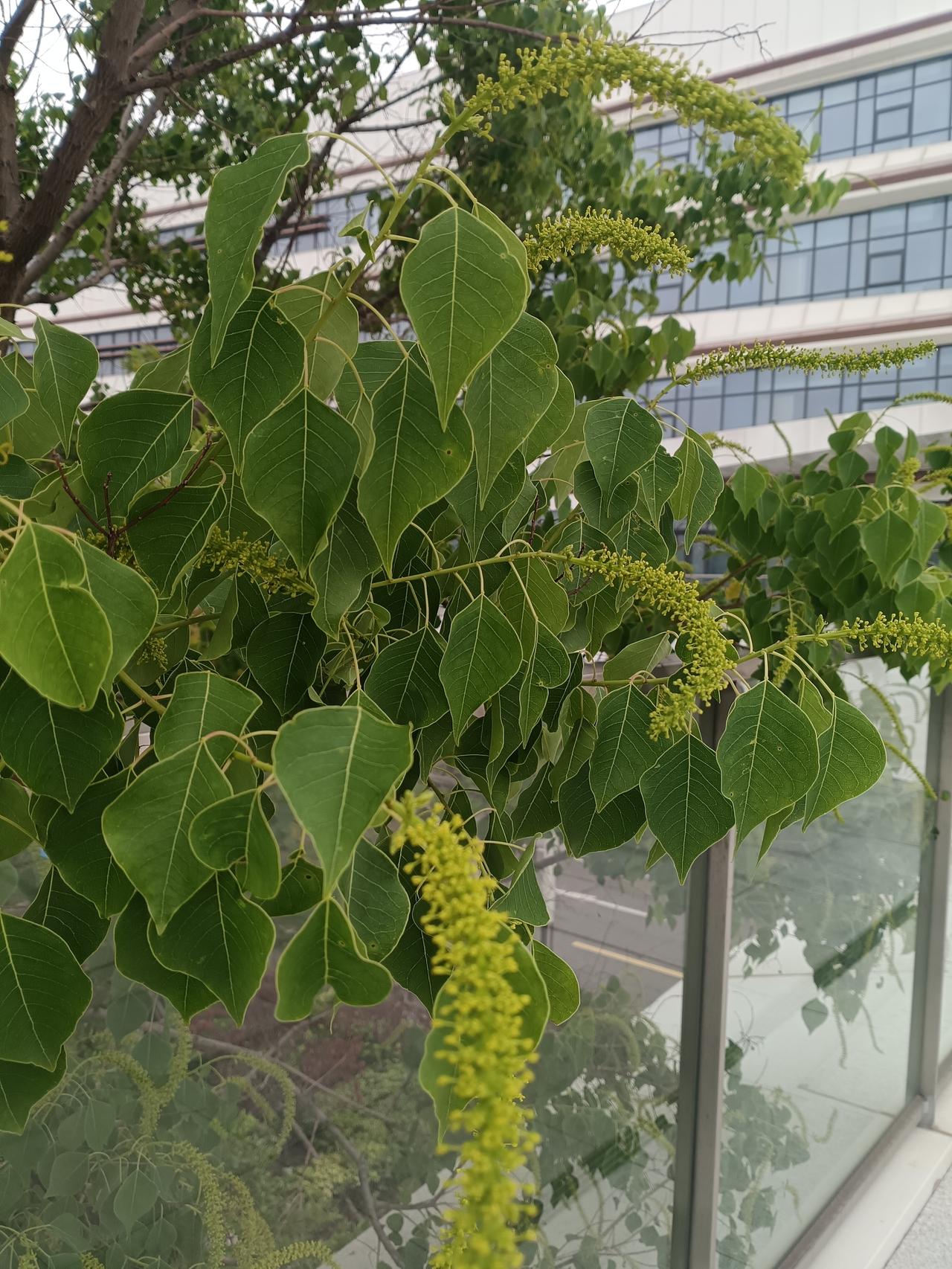 翠叶舒展，串串嫩黄花穗垂落，衬着楼宇清新雅致