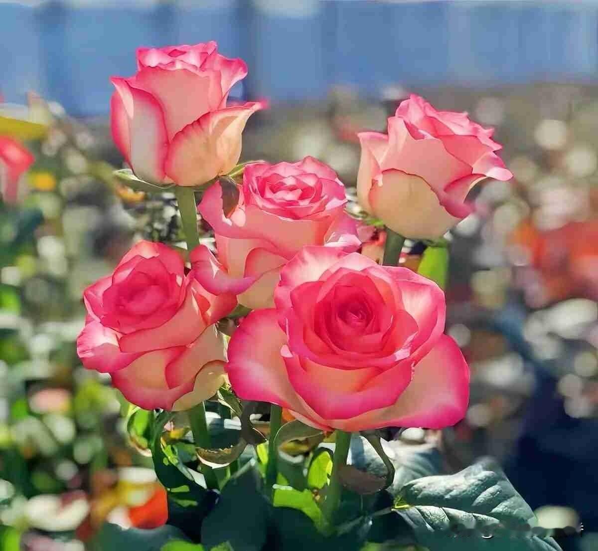 我的今日状态：💰期待暴富
我这里的天气：☀️晴天

今天是5月21日，星期四，