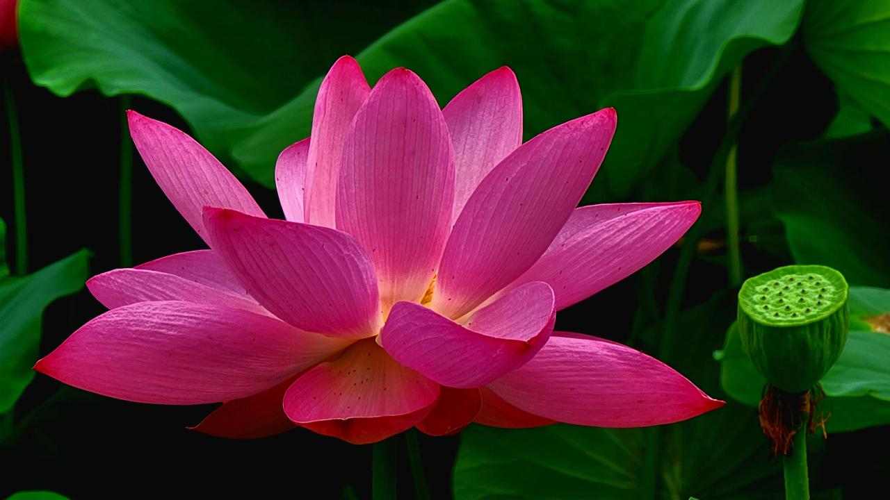 叠水公园荷花盛开 
      茶园叠水公园夏荷盛开，拍照打卡正当时。