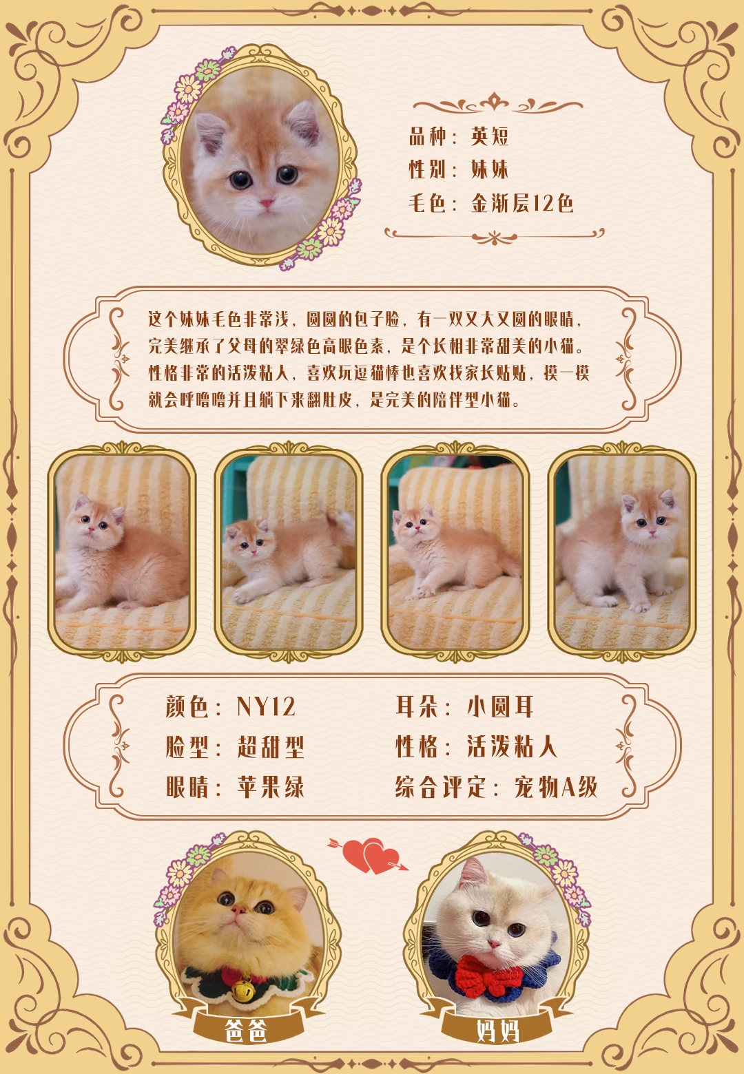 上海猫舍现猫|短毛金渐层妹妹