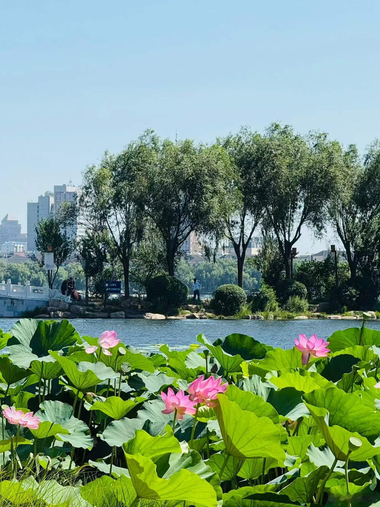 徜徉长春市南湖公园，
湖风拂面，
绿树成荫，
尽享悠然自在的时光。
图文原创：心