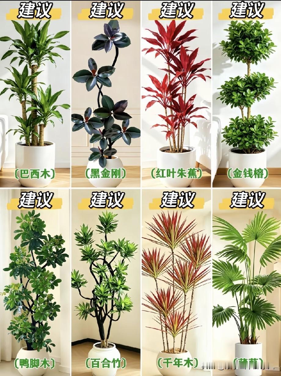客厅不知道放什么植物？给你推荐几款