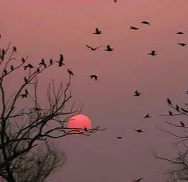 #上联：风拂绿柳千枝醉，对下联#

夕坠苍山万鸟归