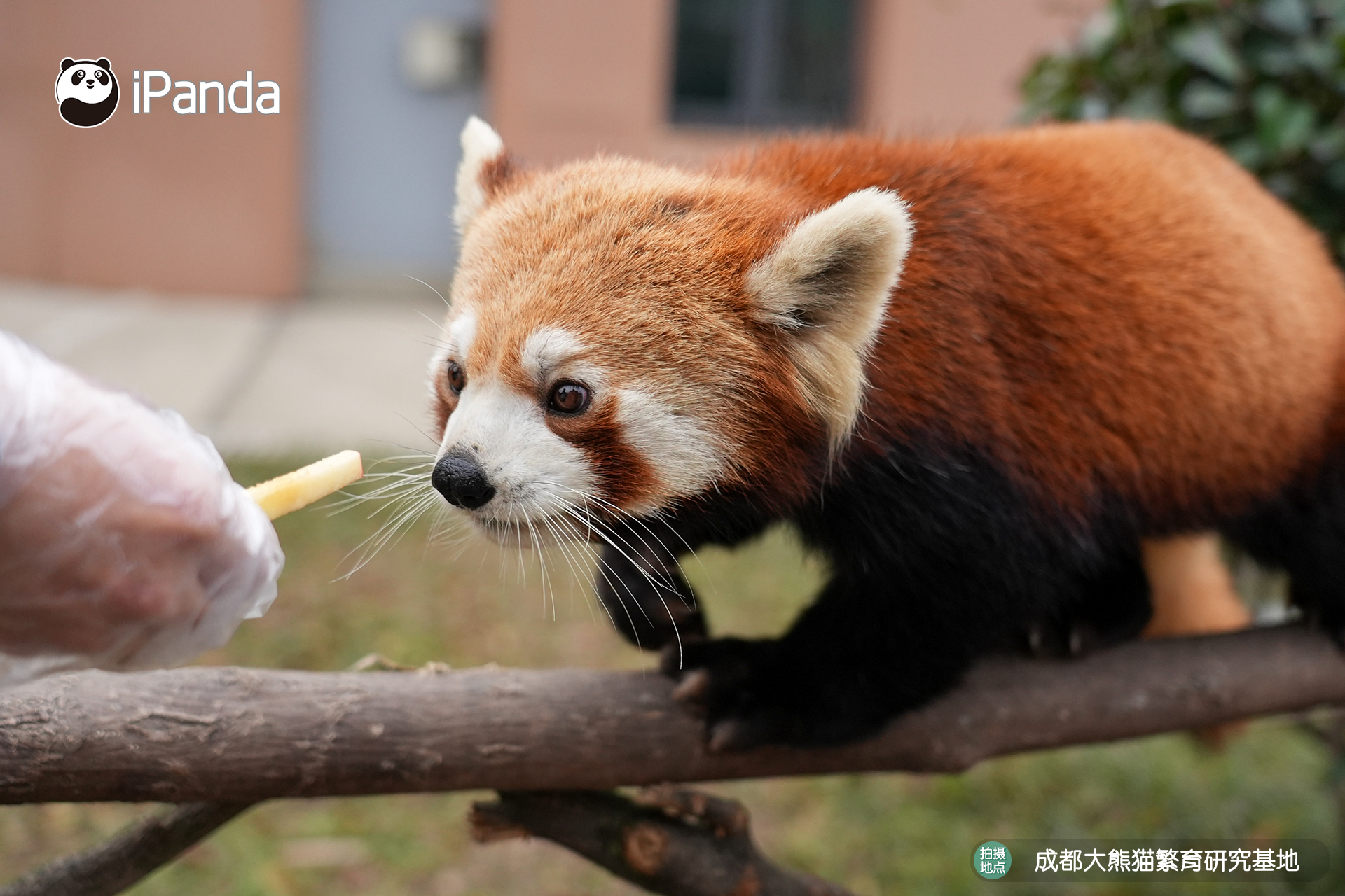 【小熊猫的治愈从早安开始 🌟】发言熊：小熊猫名熊名言：生活的美好，往往藏在这些