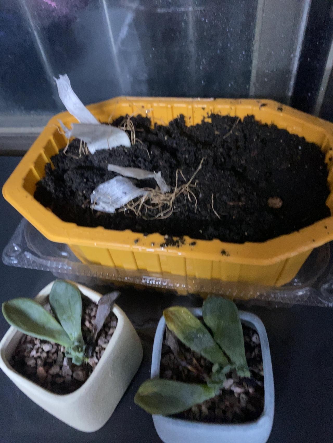 这个黄色大盆子，那露出来的根，那是我吃的两颗大葱，那个大葱剩下的尾巴，我期待着它