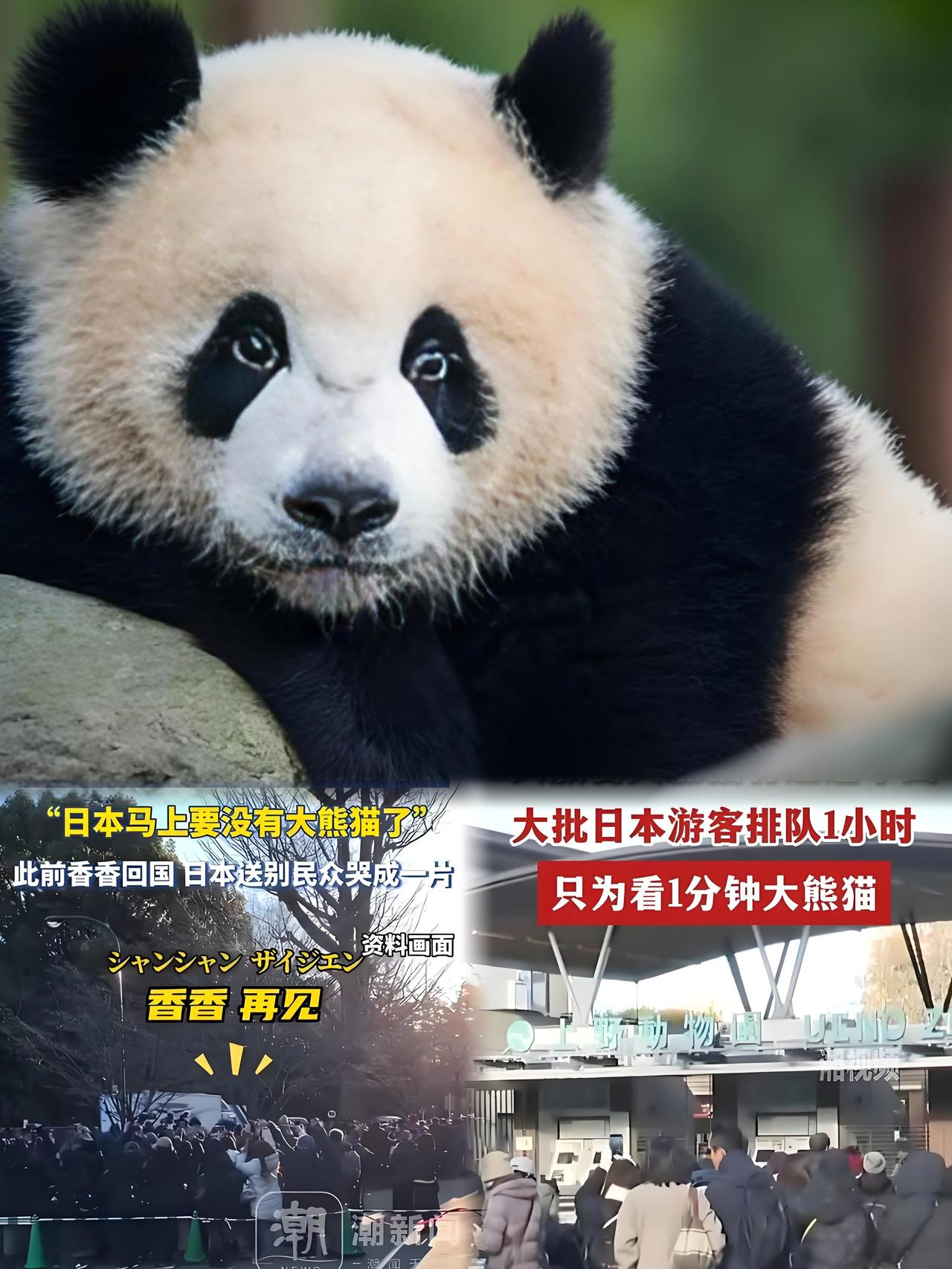 47秒抢光4800名额！日本熊猫告别预约挤崩官网 50年无熊时代真要来了
 
2