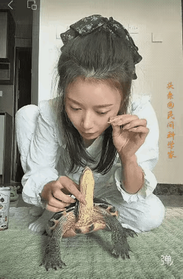 哇塞，乌龟🐢也通人性吗？美女不怕被咬？乌🐢龟 灵性的乌龟 萌系乌龟 灵性的乌