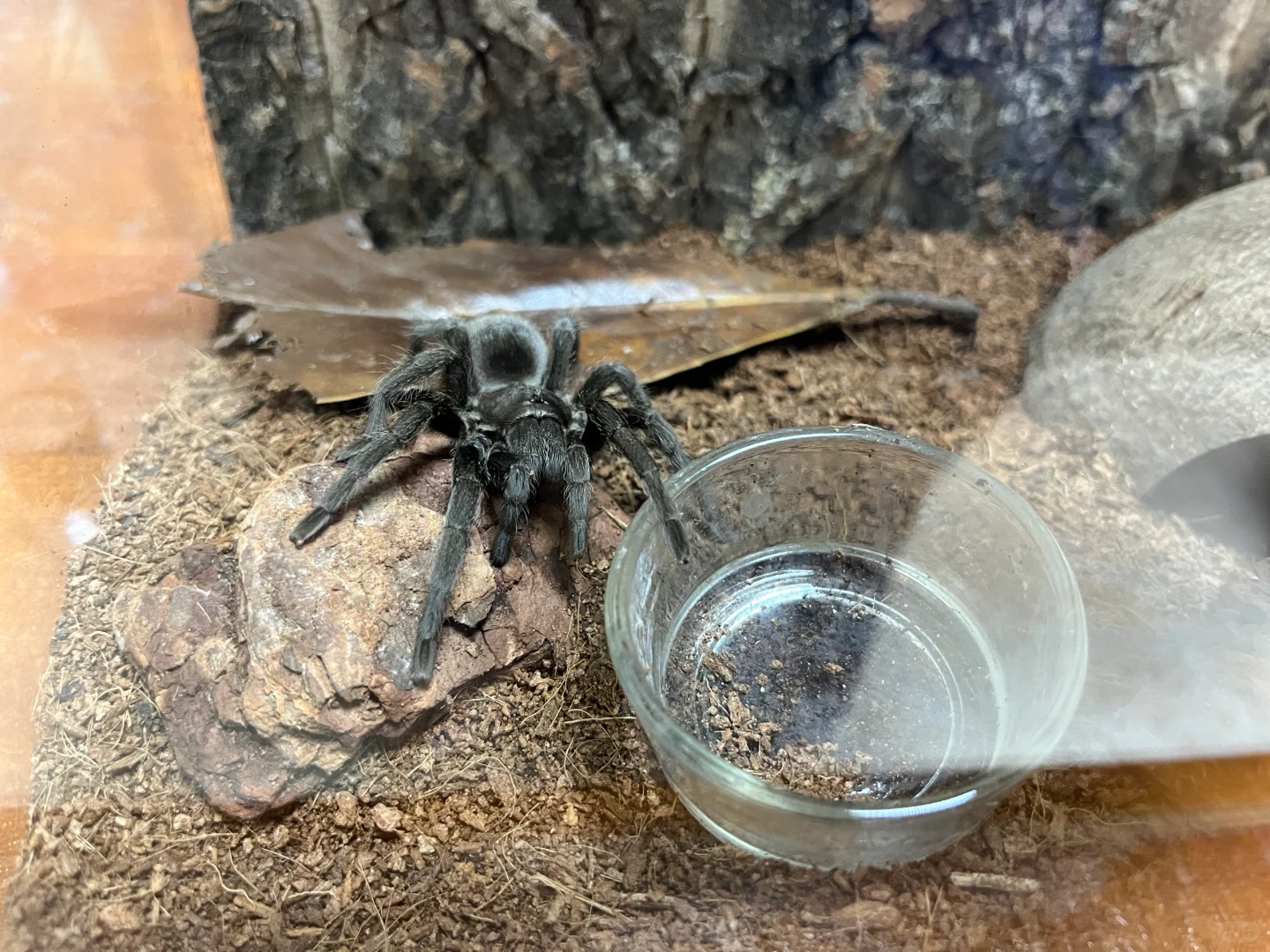 老黑子 怎么还吃了点土 .🕷️