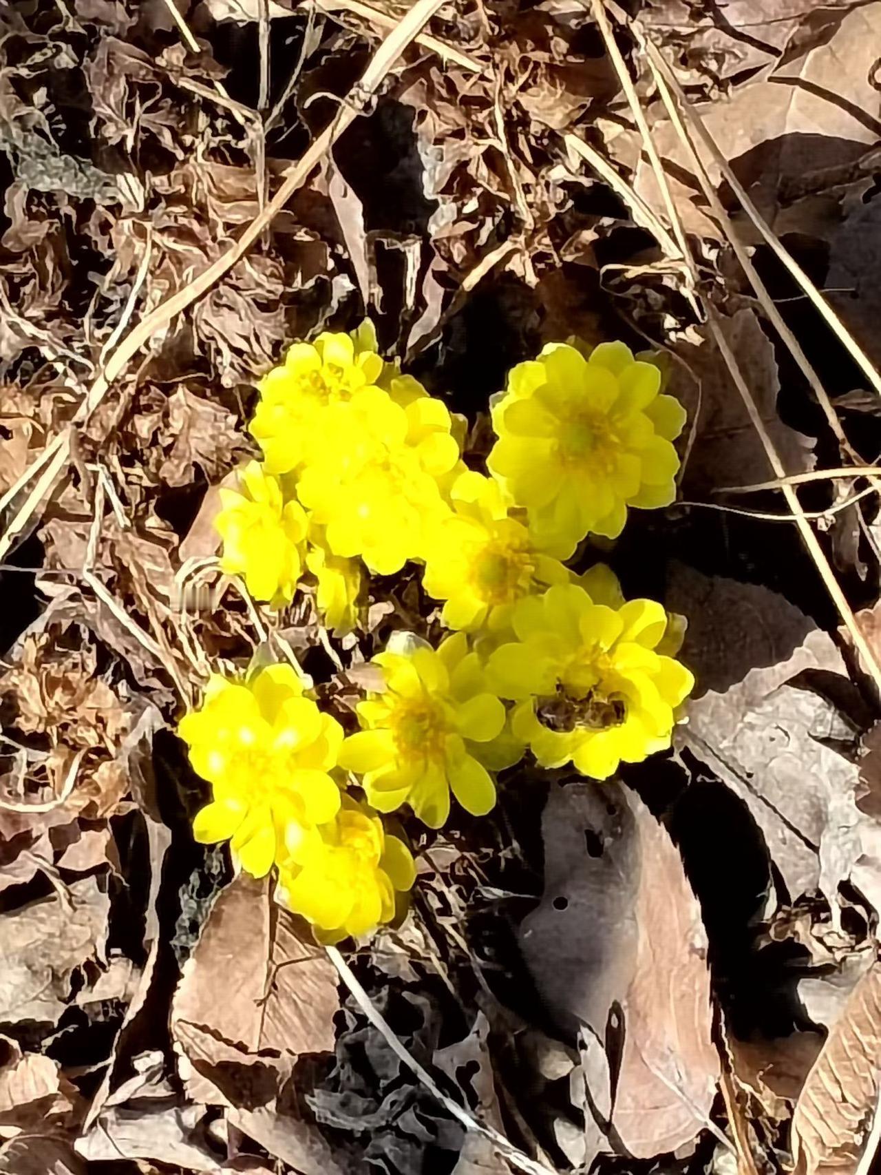 与痛风斗争的历程205
 
   今早醒来，周身关节状态还算平稳，左膝与左肩没有