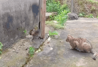 猫妈妈教小猫抓老鼠。就是嘛！捉老鼠本来就应该是猫咪的天职嘛！