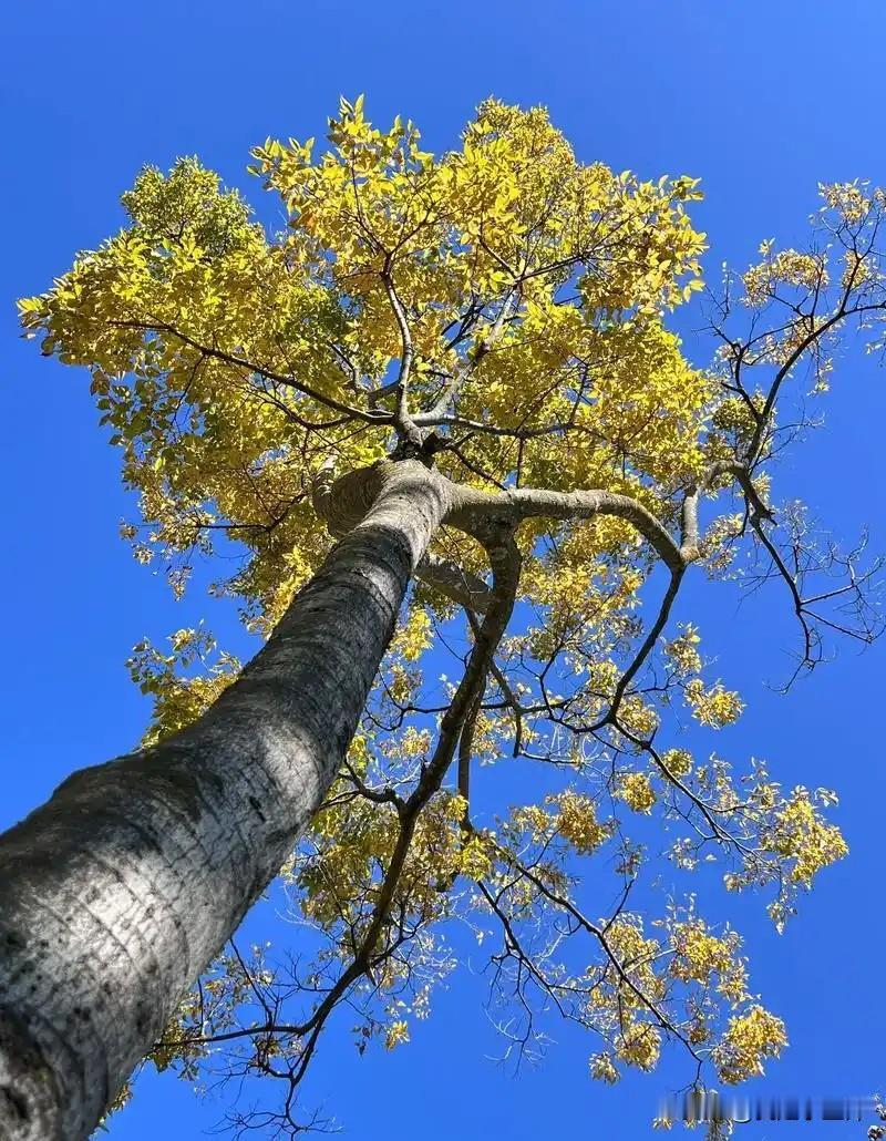 一段很残酷的话：
如果结婚证有到期，估计大部分人都不会选择续签。婚姻只是为了巩固