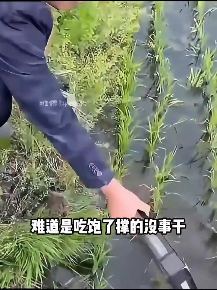 为什么要在稻田里养螃蟹？
有人问：明明知道它们会打洞，为什么还要往稻田里撒入这么