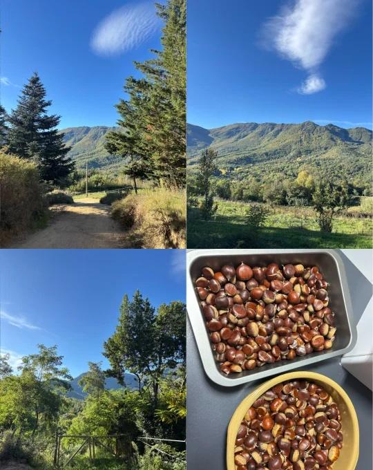 🍂巴塞周边Montseny捡栗子🌰
终于去徒步捡栗子啦，montseny有很