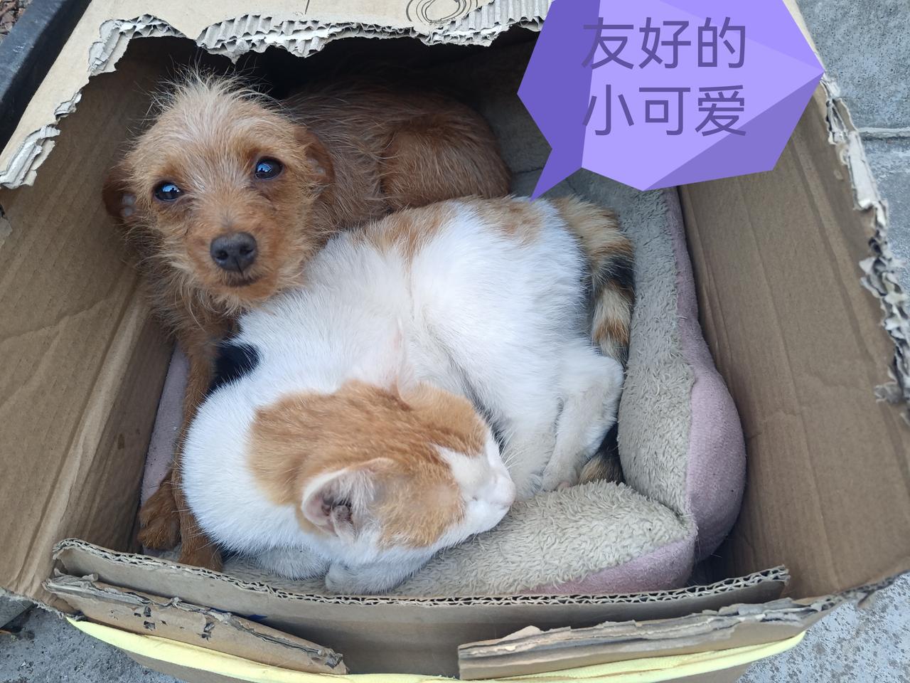 如今狗和猫也成了老伙计；猫猫也会开门了。